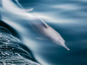 Observação de golfinhos