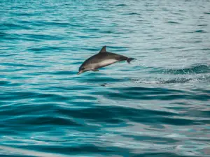 Observação de golfinhos