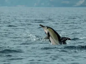Observação de golfinhos