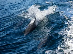 Observação de golfinhos