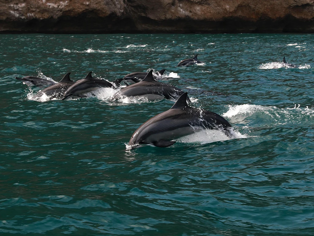 Observação de golfinhos
