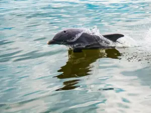 Observação de golfinhos